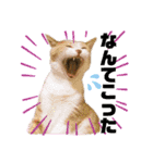 猫やら犬やら人間やら（個別スタンプ：23）