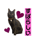 猫やら犬やら人間やら（個別スタンプ：25）