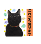 猫やら犬やら人間やら（個別スタンプ：26）
