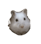 ハムスターのぽっちゃん（個別スタンプ：1）