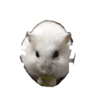 ハムスターのぽっちゃん（個別スタンプ：3）