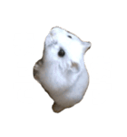 ハムスターのぽっちゃん（個別スタンプ：6）