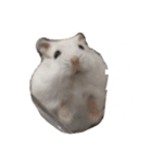 ハムスターのぽっちゃん（個別スタンプ：8）
