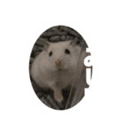 ハムスターのぽっちゃん（個別スタンプ：9）