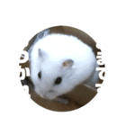 ハムスターのぽっちゃん（個別スタンプ：10）