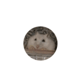ハムスターのぽっちゃん（個別スタンプ：11）
