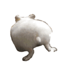 ハムスターのぽっちゃん（個別スタンプ：16）