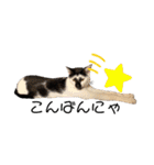 白黒ニャンズのスタンプ（個別スタンプ：4）