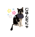 白黒ニャンズのスタンプ（個別スタンプ：9）