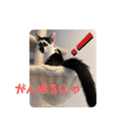 白黒ニャンズのスタンプ（個別スタンプ：12）