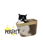 白黒ニャンズのスタンプ（個別スタンプ：20）