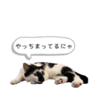 白黒ニャンズのスタンプ（個別スタンプ：26）