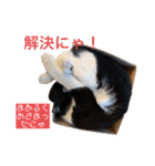 白黒ニャンズのスタンプ（個別スタンプ：32）