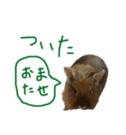 うさぎキラ✨3（個別スタンプ：1）
