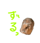 うさぎキラ✨3（個別スタンプ：2）