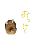 うさぎキラ✨3（個別スタンプ：3）