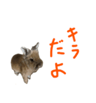 うさぎキラ✨3（個別スタンプ：7）