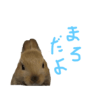 うさぎキラ✨3（個別スタンプ：8）