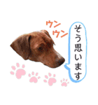 ようこ＆くろすけ part2（個別スタンプ：21）
