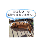 ようこ＆くろすけ part2（個別スタンプ：23）