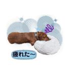 ようこ＆くろすけ part2（個別スタンプ：24）