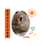 とんちゃんいろいろ（個別スタンプ：1）