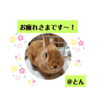 とんちゃんいろいろ（個別スタンプ：3）