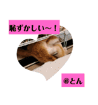 とんちゃんいろいろ（個別スタンプ：7）