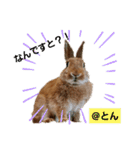 とんちゃんいろいろ（個別スタンプ：12）