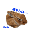 とんちゃんいろいろ（個別スタンプ：14）