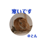 とんちゃんいろいろ（個別スタンプ：16）