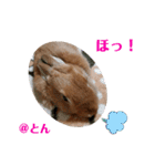とんちゃんいろいろ（個別スタンプ：17）