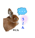 とんちゃんいろいろ（個別スタンプ：22）