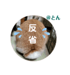 とんちゃんいろいろ（個別スタンプ：26）