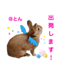 とんちゃんいろいろ（個別スタンプ：27）