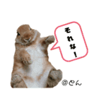 とんちゃんいろいろ（個別スタンプ：32）