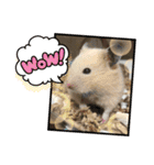 ハムず 3（個別スタンプ：14）