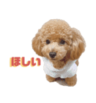 トイプーLALAさんVer2（個別スタンプ：3）