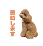 トイプーLALAさんVer2（個別スタンプ：13）