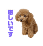 トイプーLALAさんVer2（個別スタンプ：23）