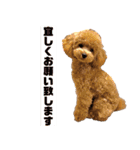トイプーLALAさんVer2（個別スタンプ：25）