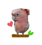 クルマサカオウムのキャンディー（個別スタンプ：1）