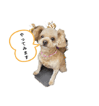 かわいいプードル日常スタンプ（個別スタンプ：1）