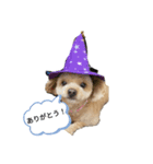 かわいいプードル日常スタンプ（個別スタンプ：5）