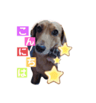 愛犬♡なみちゃん（個別スタンプ：1）