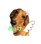愛犬♡なみちゃん（個別スタンプ：2）
