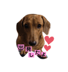 愛犬♡なみちゃん（個別スタンプ：3）