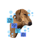 愛犬♡なみちゃん（個別スタンプ：4）