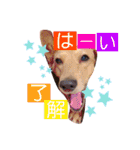愛犬♡なみちゃん（個別スタンプ：5）
