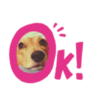 愛犬♡なみちゃん（個別スタンプ：6）